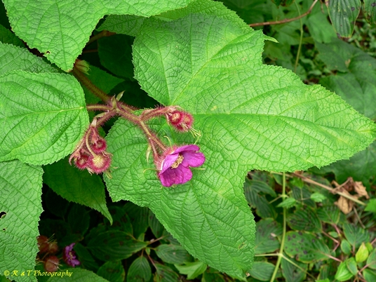{Rubus odoratus}